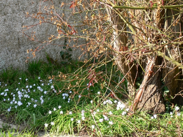 Bois des Moutiers (117) mars 2012
